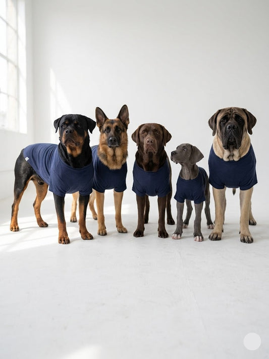 t-shirt for Dogs - nevy
